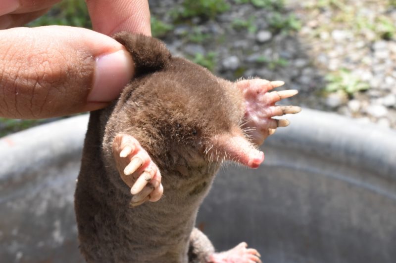 もぐら捕獲したw 年上彼女と畑する