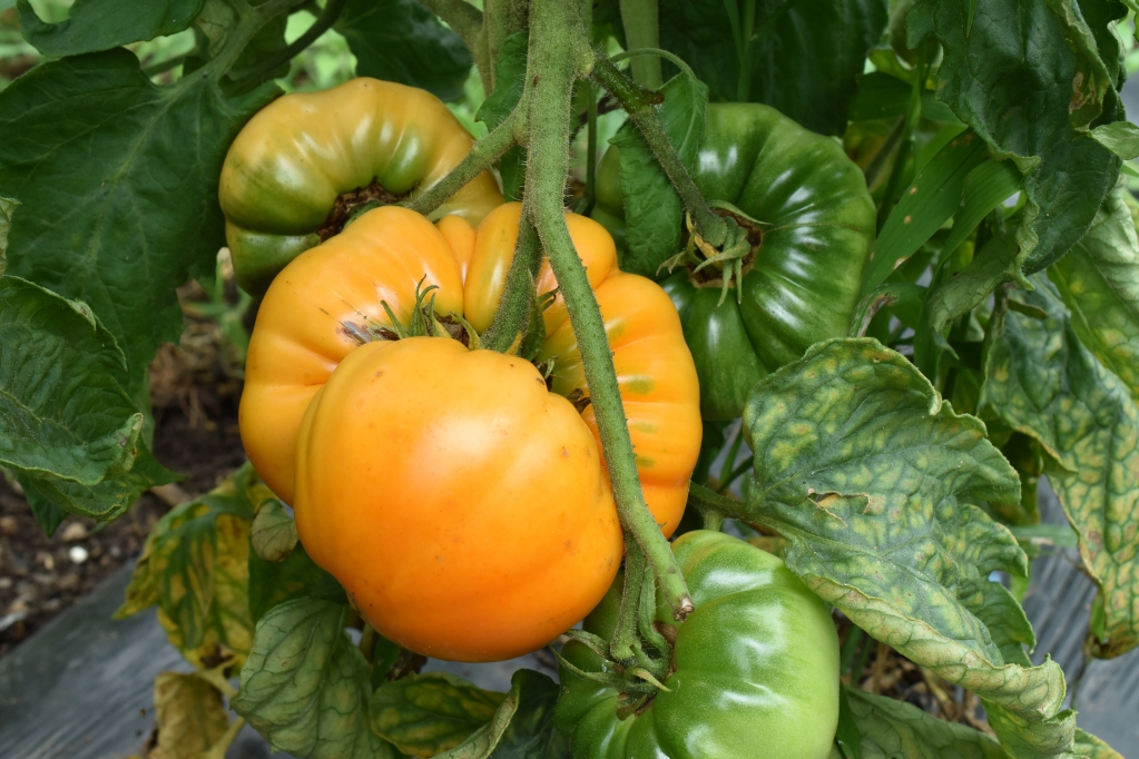 アマナオレンジ Amana Orange っていう巨大エアルームトマトも採れた 年上彼女と畑する