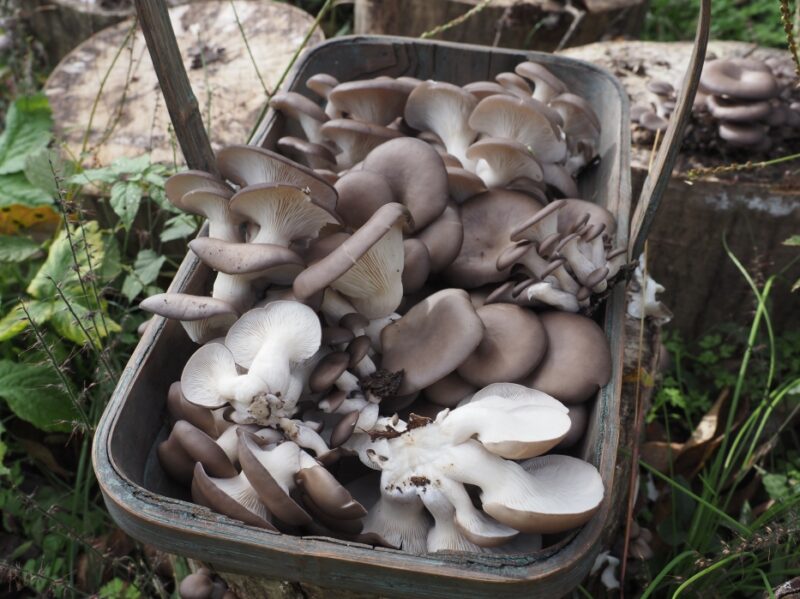 野生ヒラタケの純粋培養→種菌化→栽培に成功！ | 年上彼女と畑する